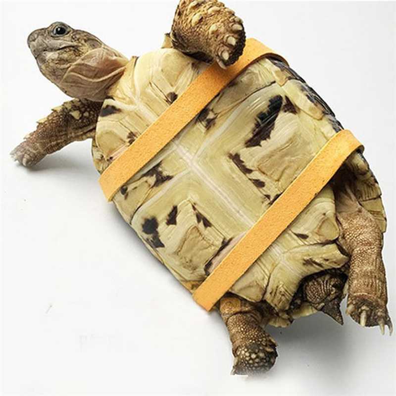 Szelki dla żółwia ze smyczą, p – Water Dish Reptile recenzja i cena